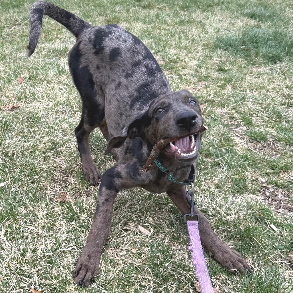 Mae, a Adoptable mixed breed in Cincinnati, OH image 4/6