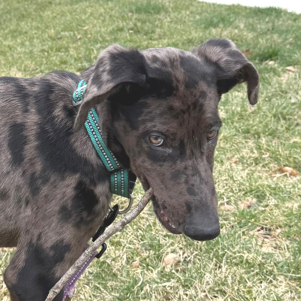 Mae, a Adoptable mixed breed in Cincinnati, OH image 5/6