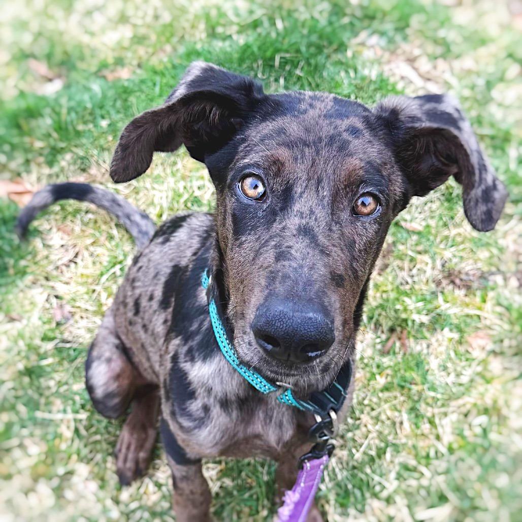 Enlarge Mae, a Adoptable mixed breed in Cincinnati, OH image 6/6