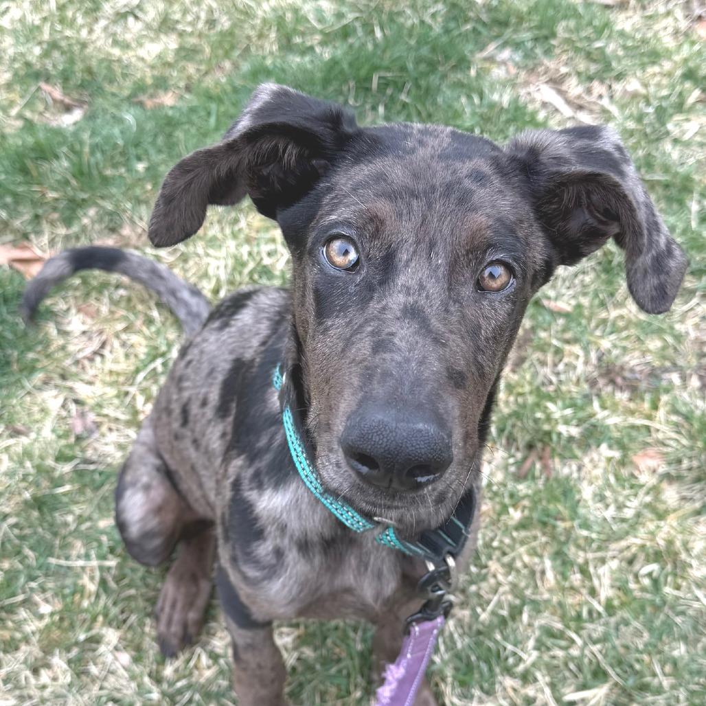 Mae, a Adoptable mixed breed in Cincinnati, OH image 6/6