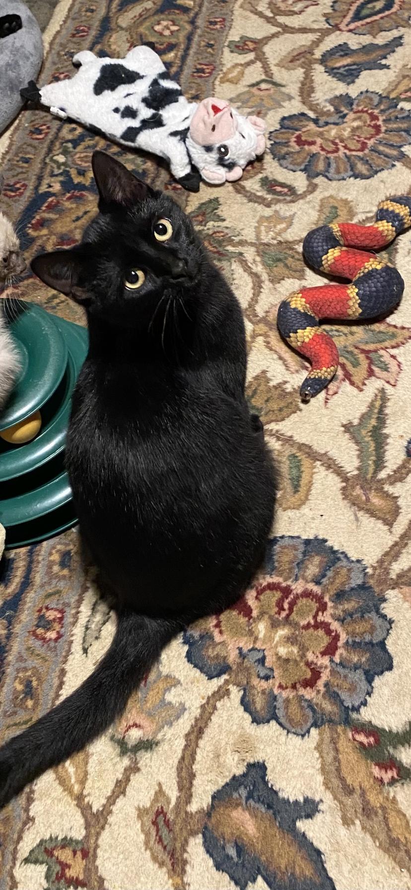 Calypso