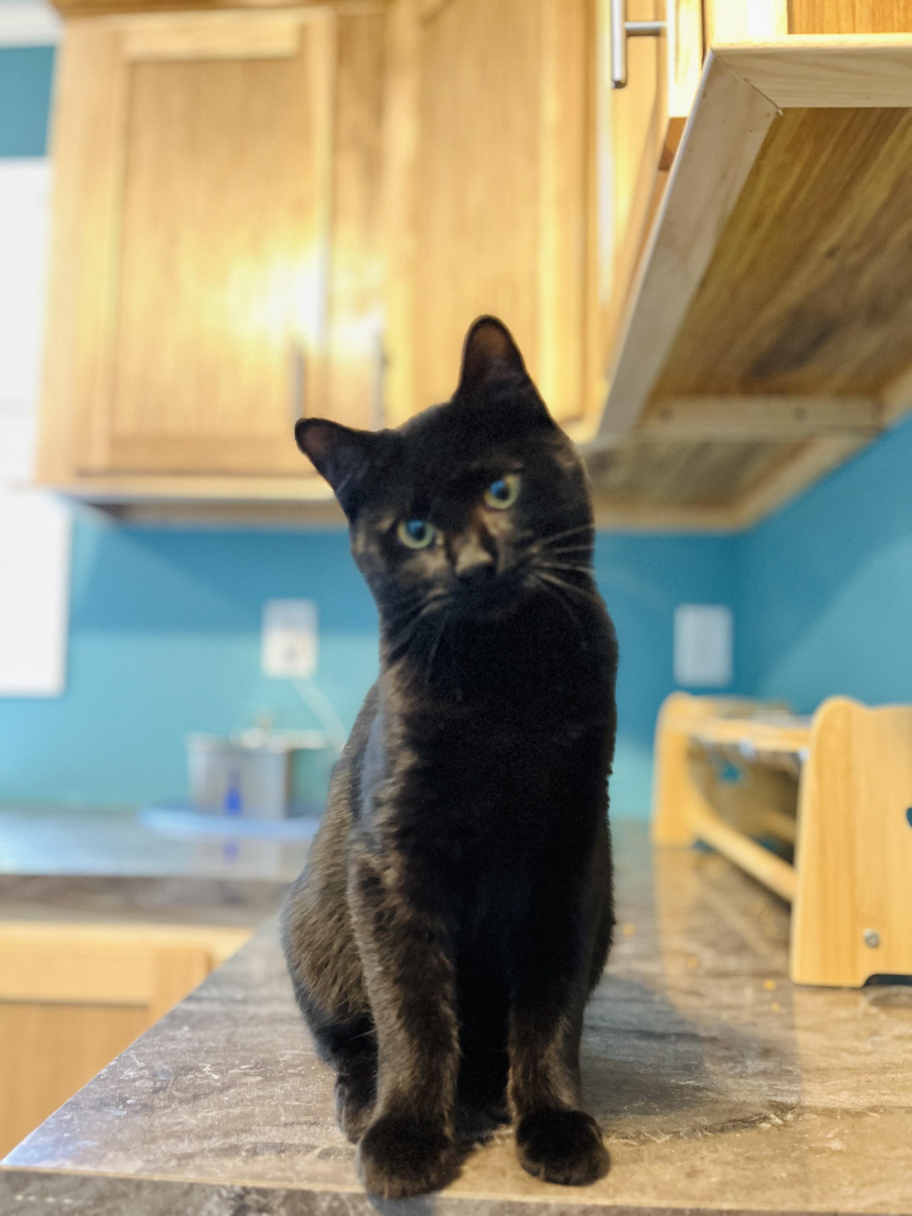 Dougie, Young Male Domestic Short Hair
