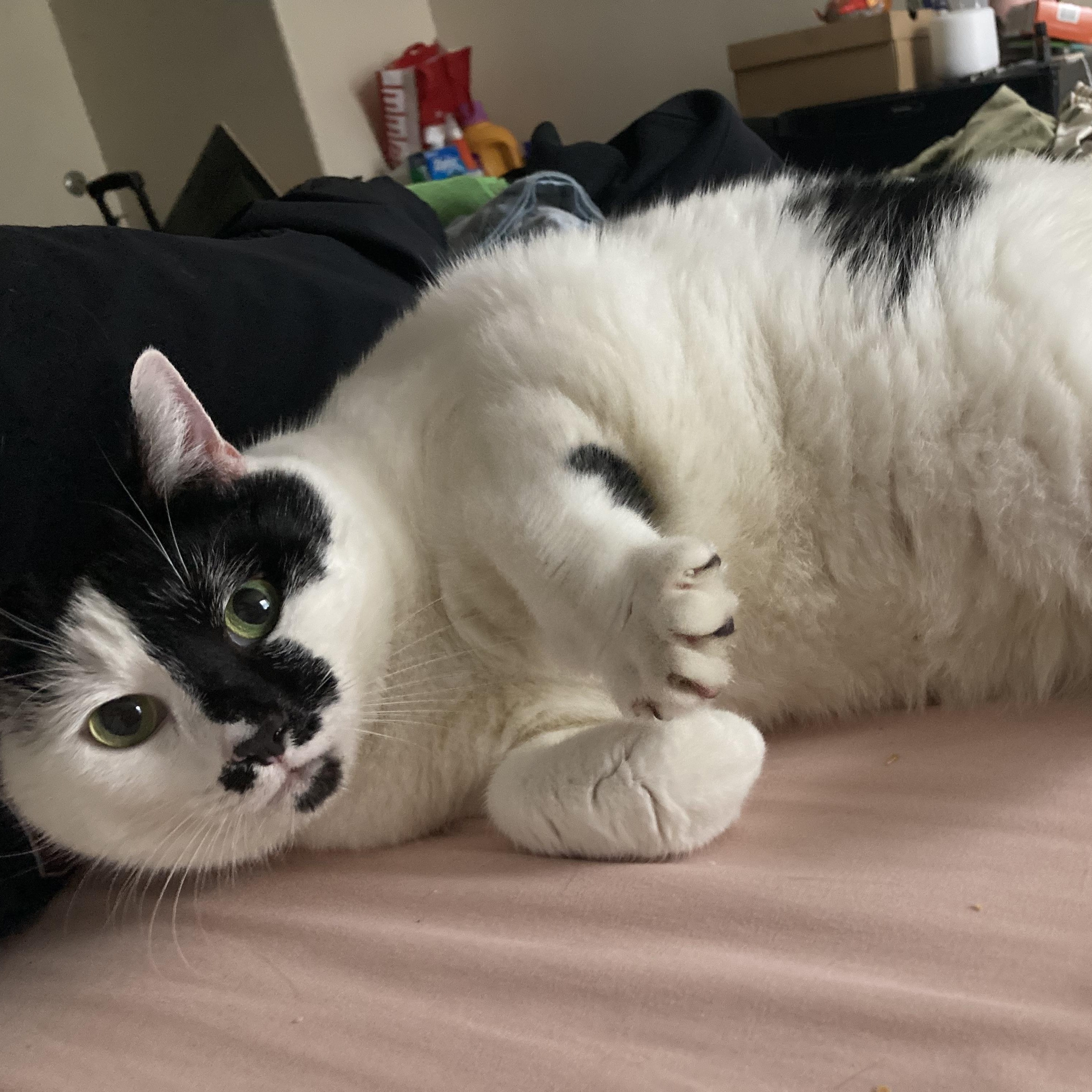 Enlarge Gracie, a Adoptable Domestic Short Hair in Greensboro, NC image 4/6