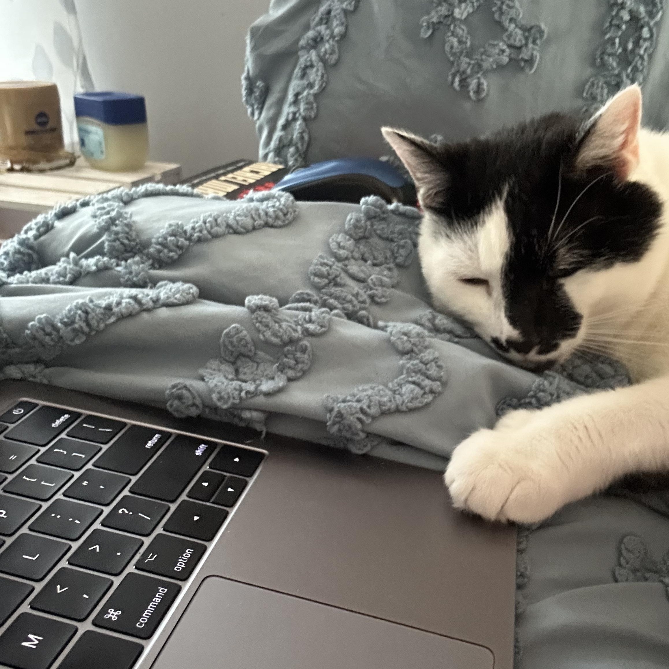 Enlarge Gracie, a Adoptable Domestic Short Hair in Greensboro, NC image 2/6