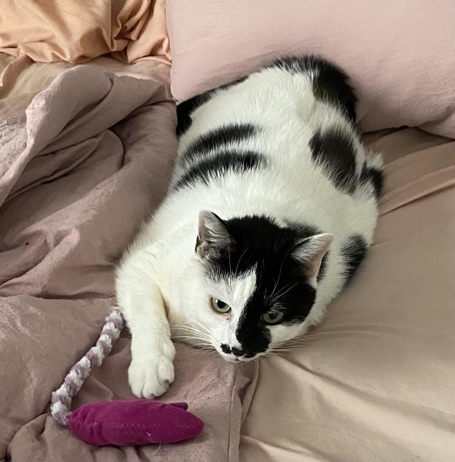 Enlarge Gracie, a Adoptable Domestic Short Hair in Greensboro, NC image 5/6