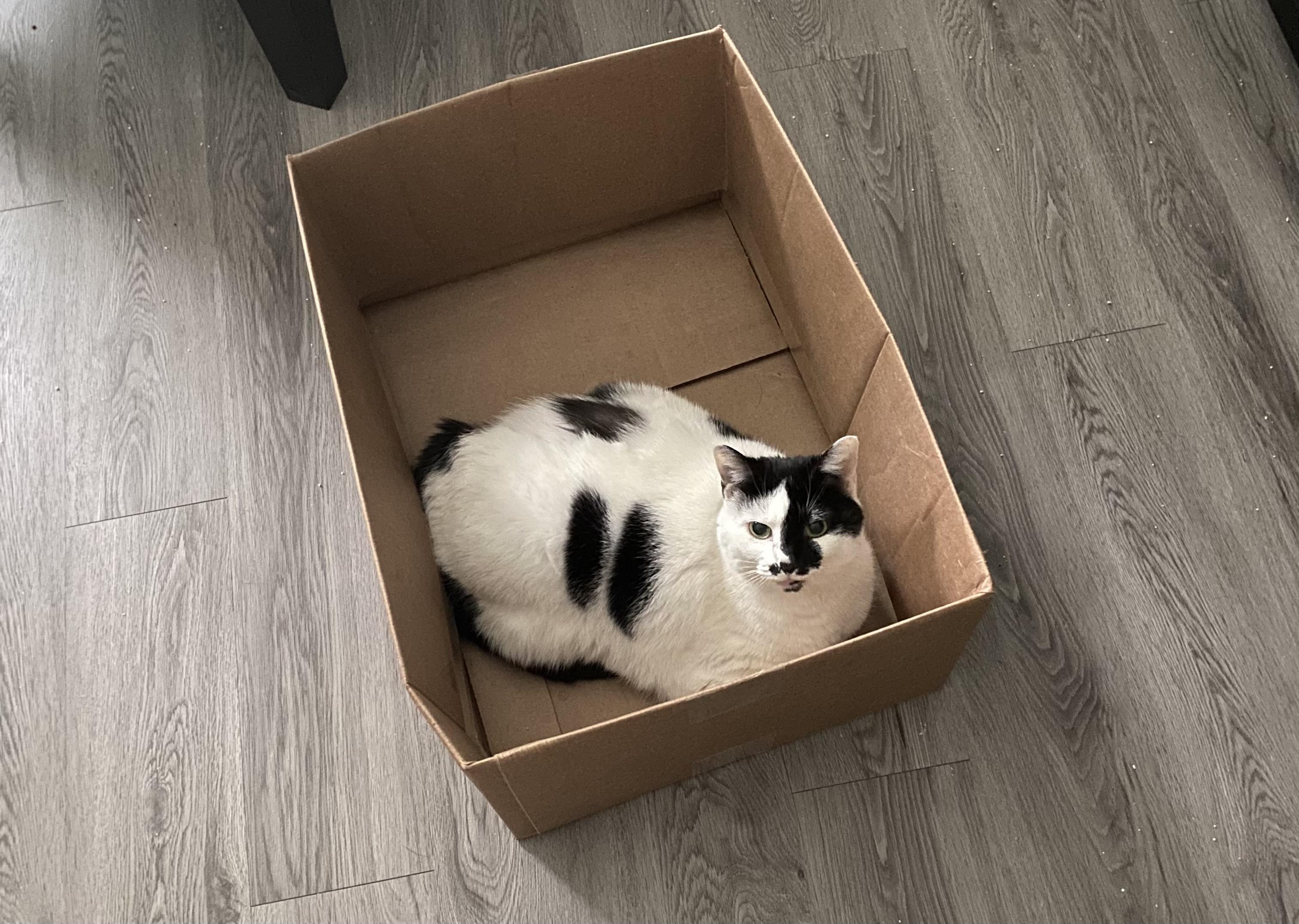 Enlarge Gracie, a Adoptable Domestic Short Hair in Greensboro, NC image 6/6