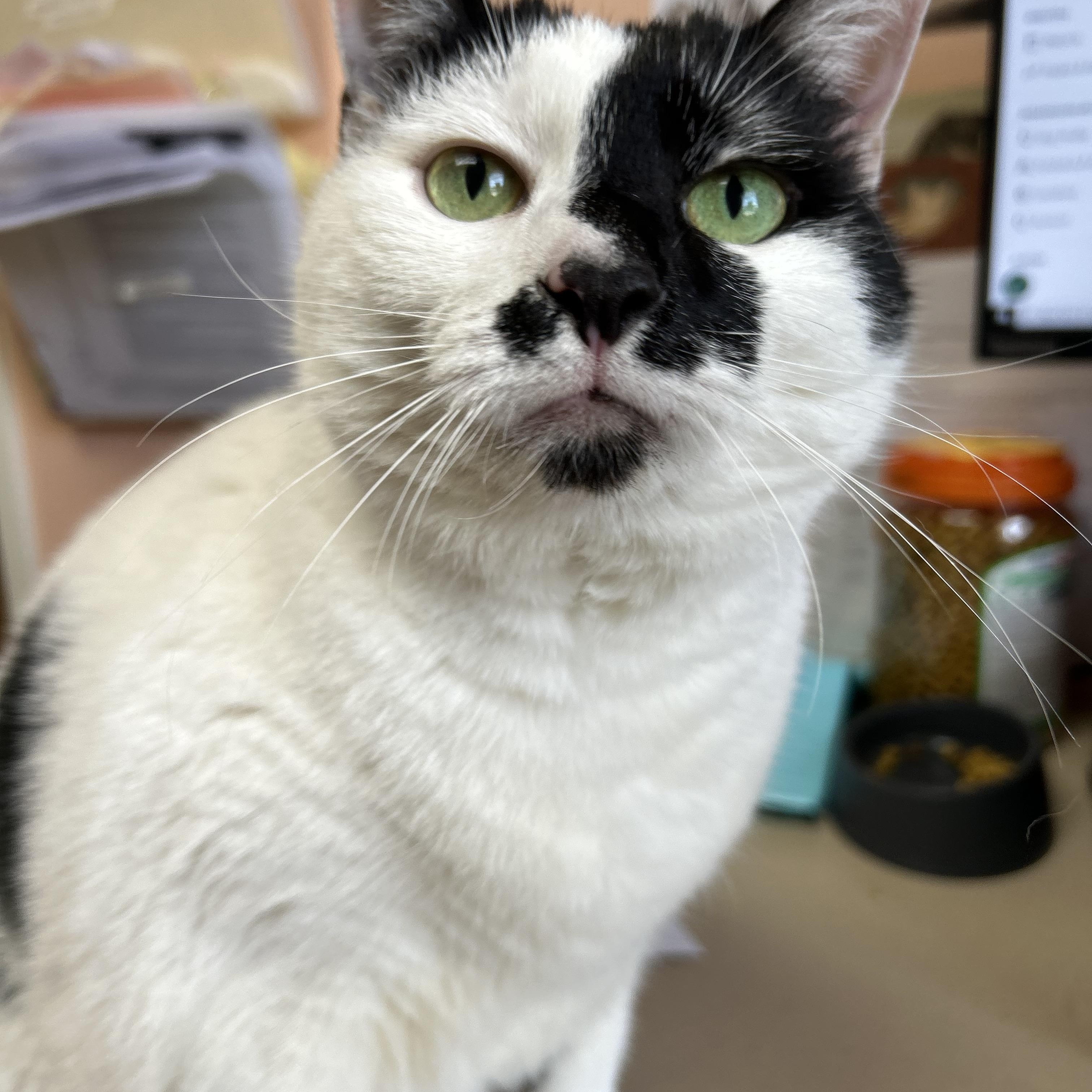Gracie, Senior Female Domestic Short Hair