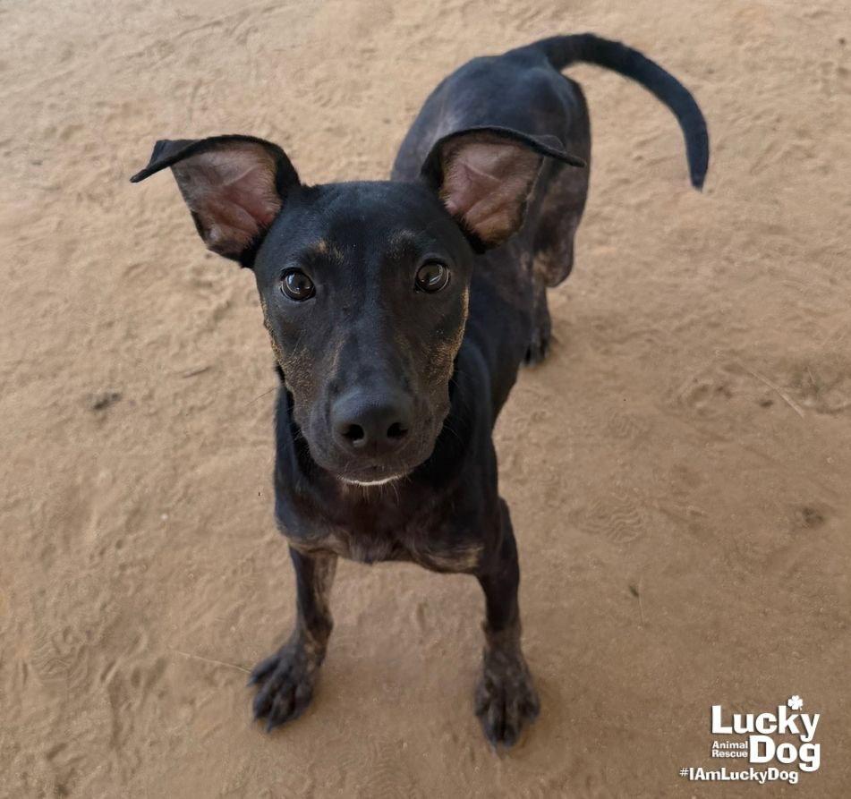 Ranger, Adoptable, Young Male Labrador Retriever & Shepherd.