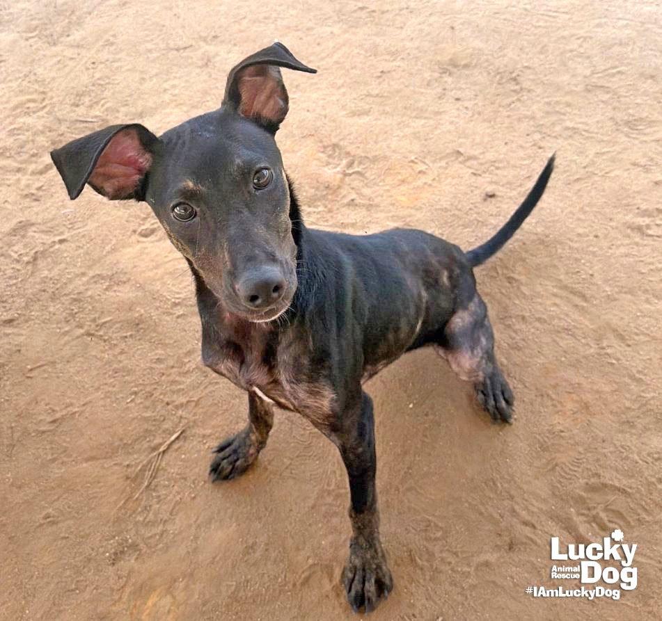 Enlarge Ranger, a Adoptable mixed breed in Washington, DC image 2/3