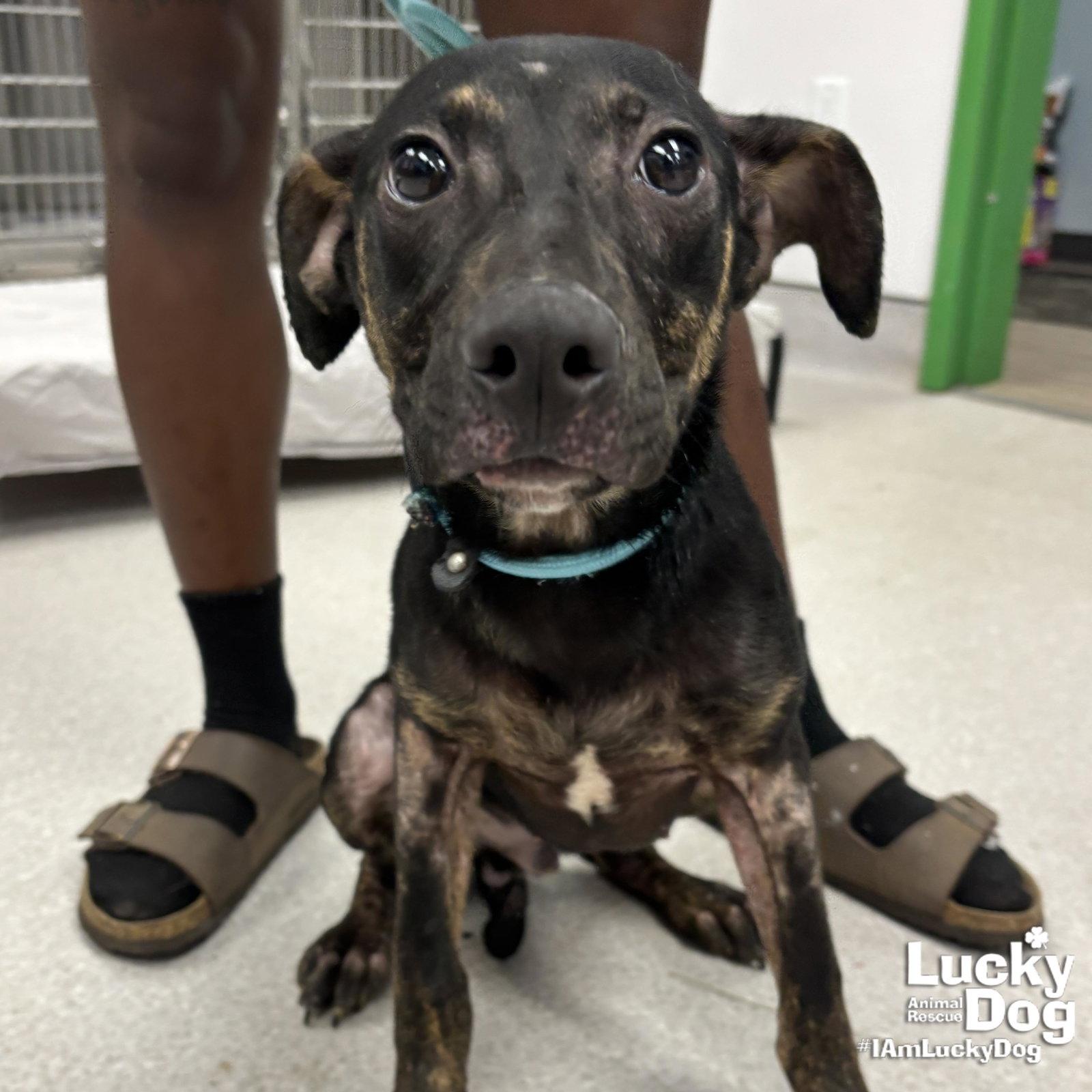 Enlarge Ranger, a Adoptable mixed breed in Washington, DC image 3/3
