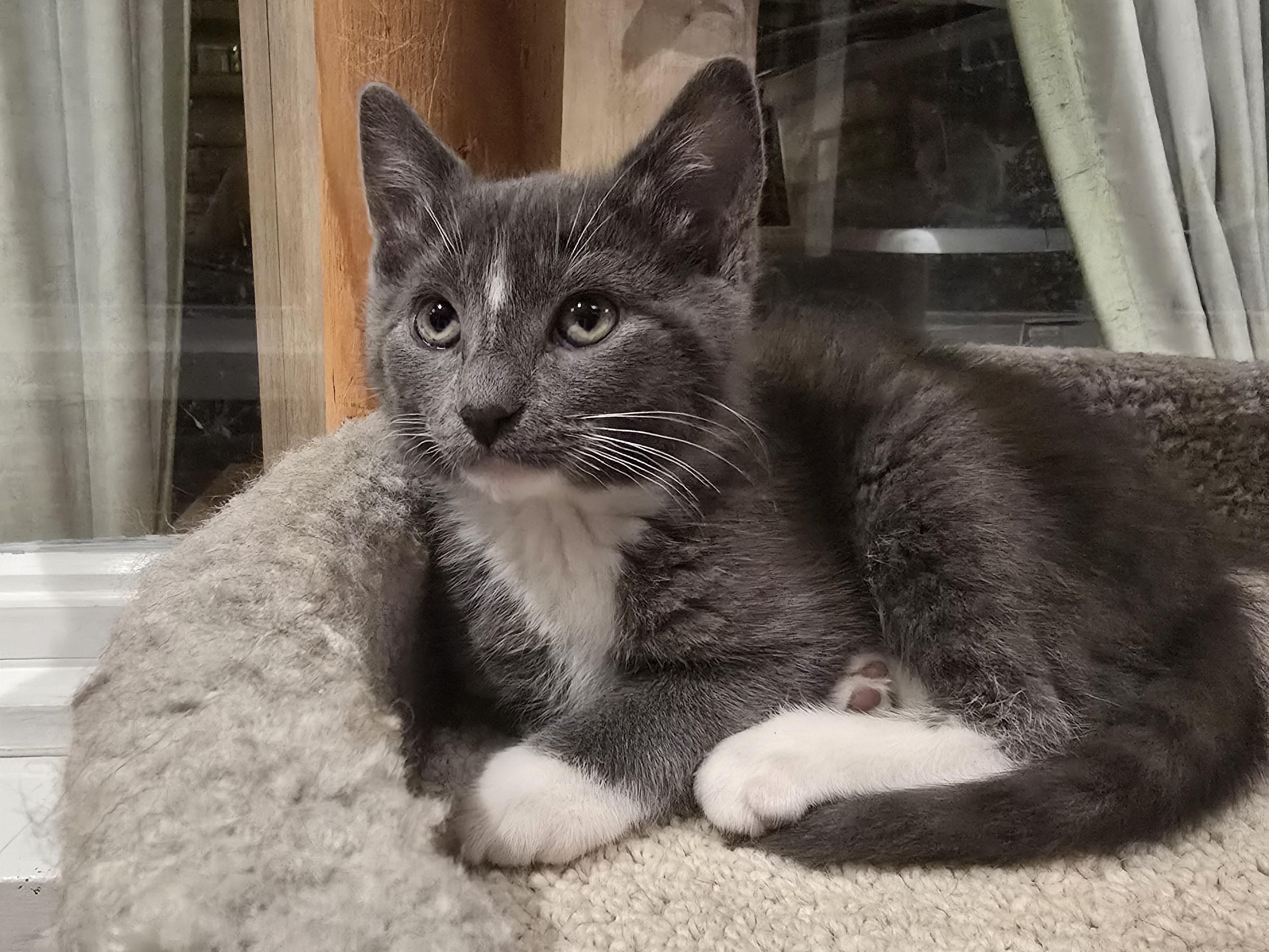 Enlarge Stripe, an adopted mixed breed in Wadsworth, IL image 3/4