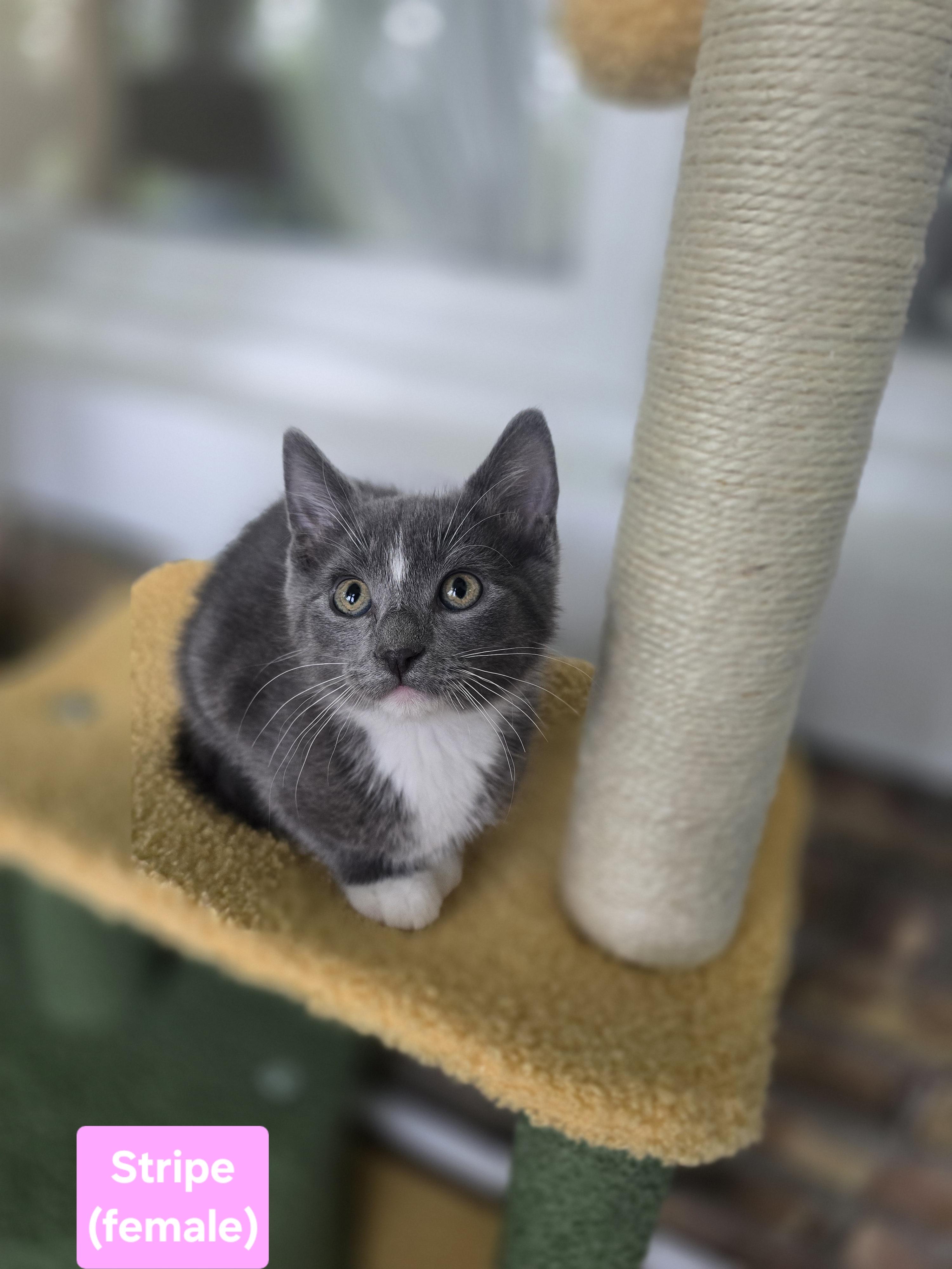 Enlarge Stripe, an adopted mixed breed in Wadsworth, IL image 1/4