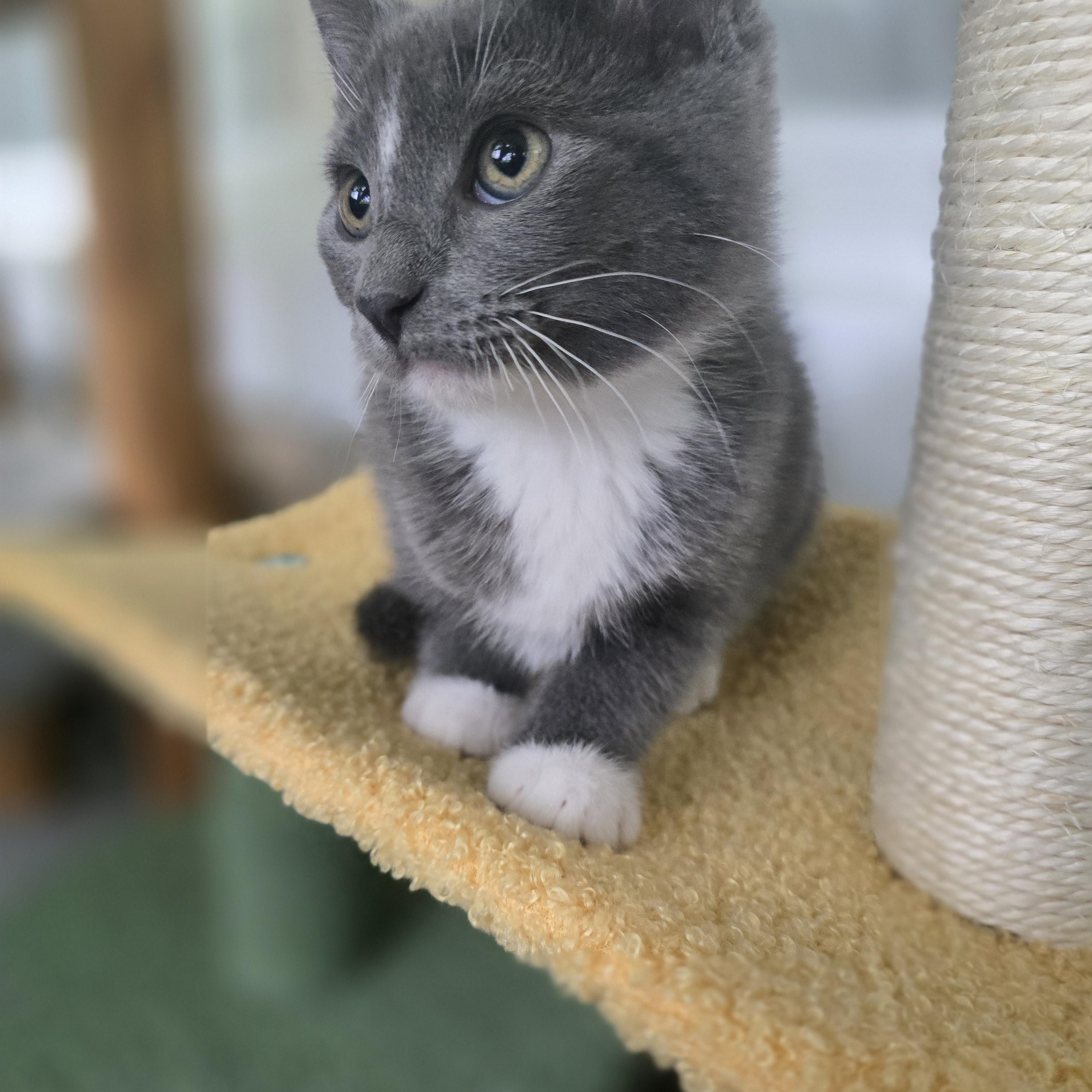 Enlarge Stripe, an adopted mixed breed in Wadsworth, IL image 2/4