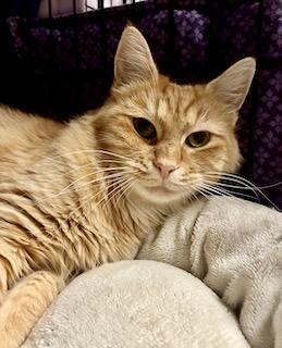 Enlarge Annalyse, a Adopted Domestic Long Hair in River Edge, NJ image 5/6