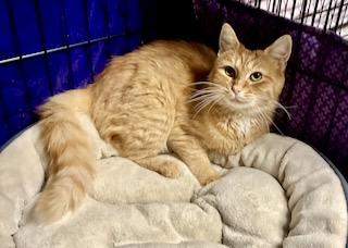 Enlarge Annalyse, a Adopted Domestic Long Hair in River Edge, NJ image 6/6