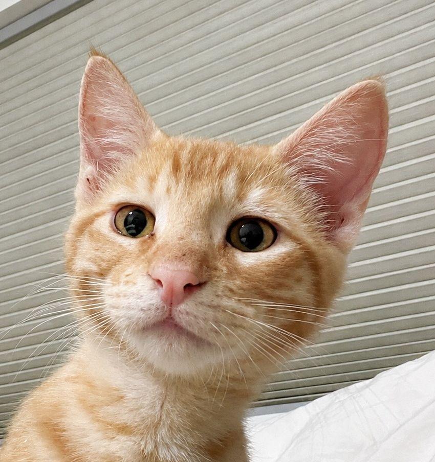 Pickleball, Adoptable, Young Male Domestic Short Hair.