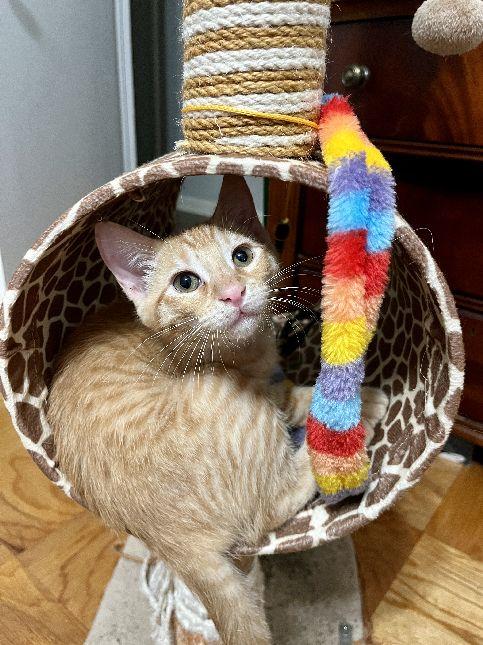 Enlarge Pickleball, a Adoptable Domestic Short Hair in Lafayette, LA image 3/5