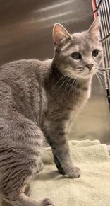 Squishy, Adoptable, Adult Male Domestic Short Hair.