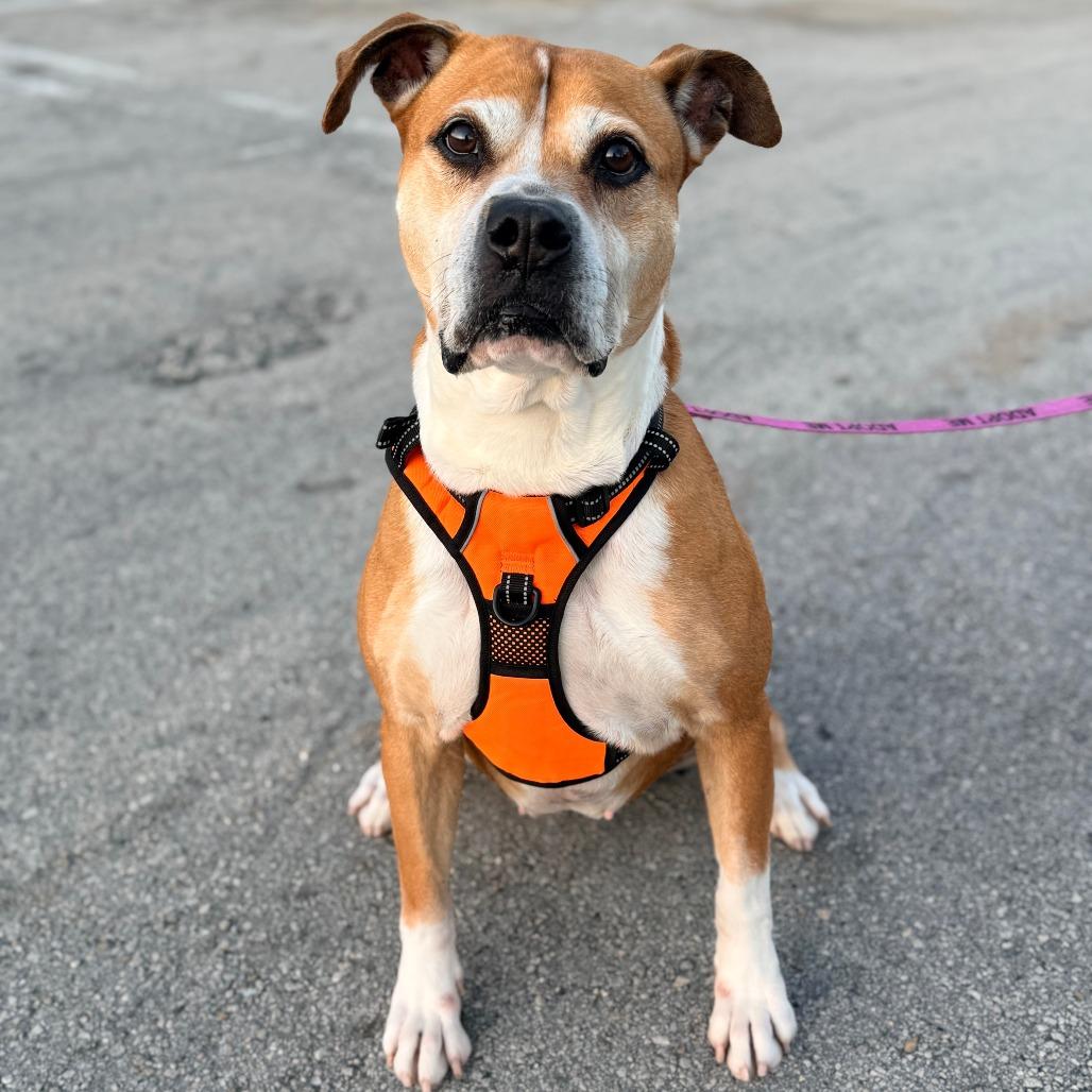 Bailey, Adoptable, Senior Female Boxer & Mixed Breed.