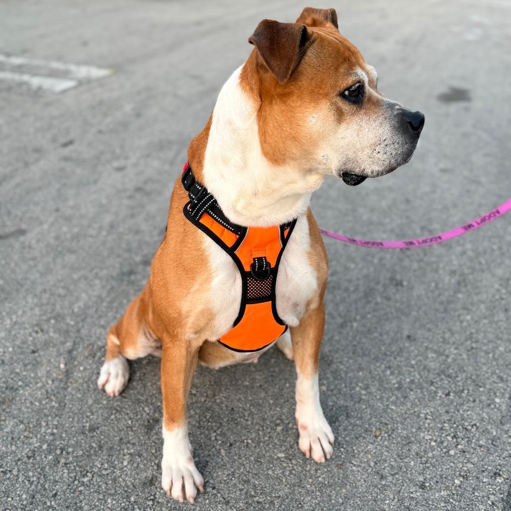Enlarge Bailey, a Adoptable mixed breed in Miami, FL image 2/6