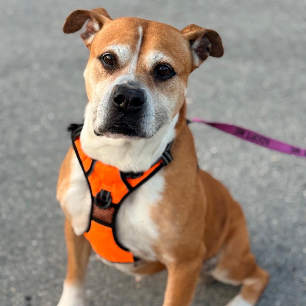 Enlarge Bailey, a Adoptable mixed breed in Miami, FL image 3/6