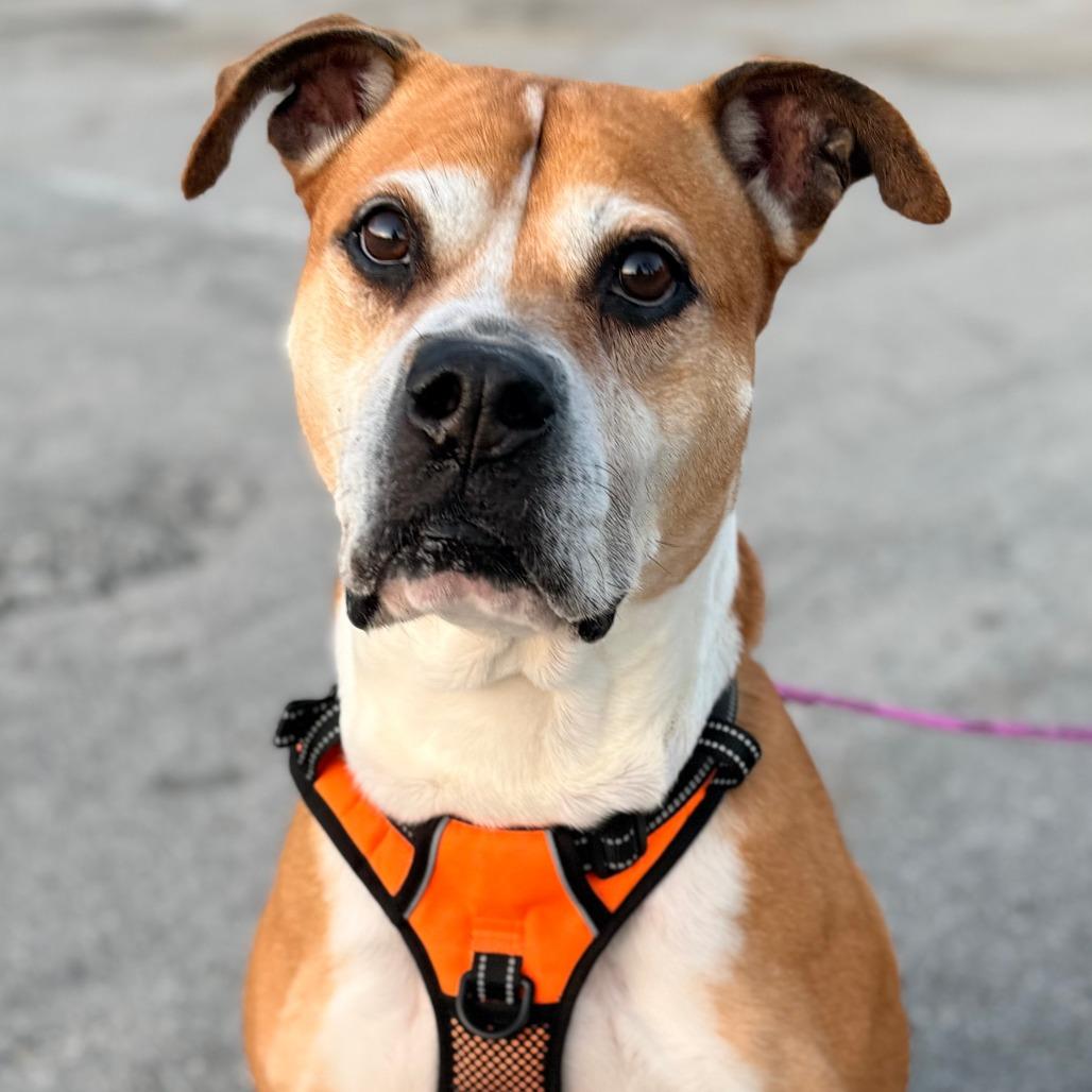 Enlarge Bailey, a Adoptable mixed breed in Miami, FL image 4/6