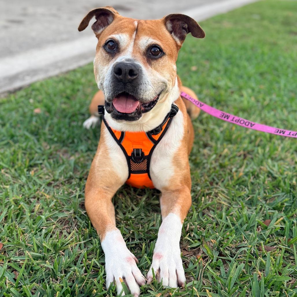 Enlarge Bailey, a Adoptable mixed breed in Miami, FL image 5/6