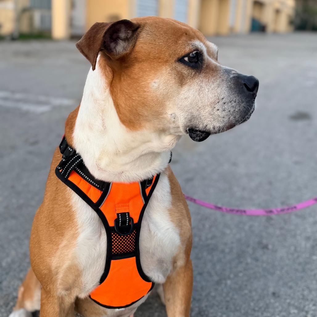 Enlarge Bailey, a Adoptable mixed breed in Miami, FL image 6/6