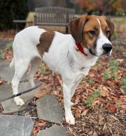 Echo, Adoptable, Adult Female Hound.
