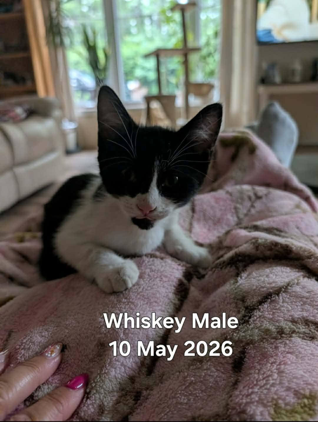 Whiskey, Adoptable, Young Male Domestic Short Hair.