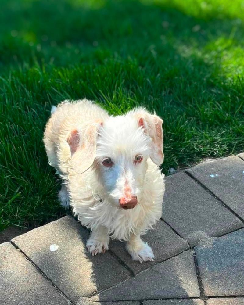 Rae Rae, Adoptable, Adult Female Dachshund.