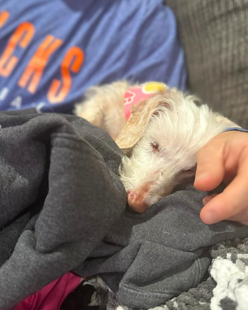 Rae Rae, a Adoptable mixed breed in Wayne, NJ image 2/5