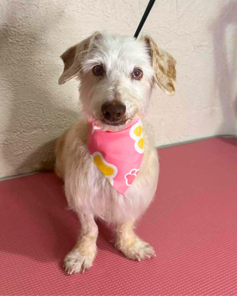 Rae Rae, a Adoptable mixed breed in Wayne, NJ image 3/5