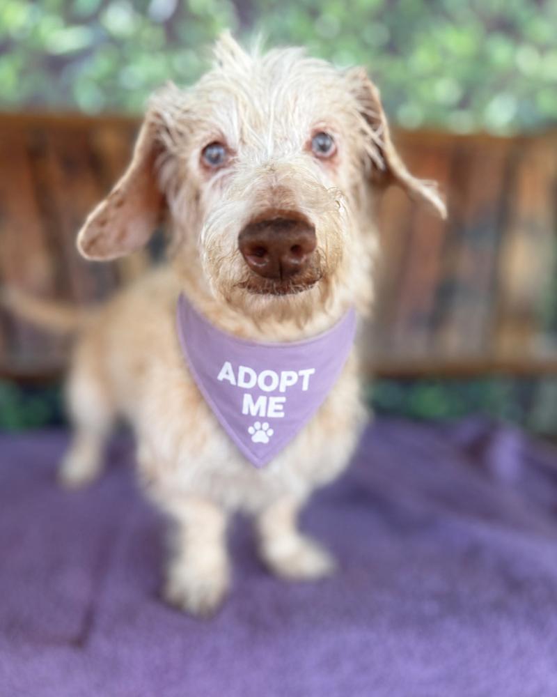 Rae Rae, a Adoptable mixed breed in Wayne, NJ image 4/5