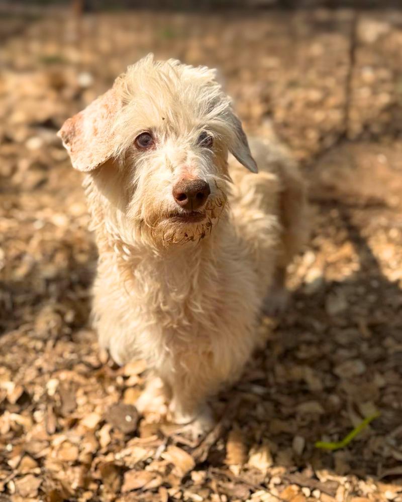 Rae Rae, a Adoptable mixed breed in Wayne, NJ image 5/5