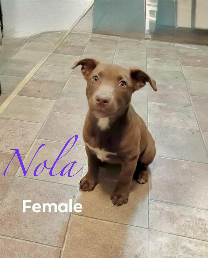 Enlarge N litter Nola , an adopted mixed breed in South Amboy, NJ image 1/1