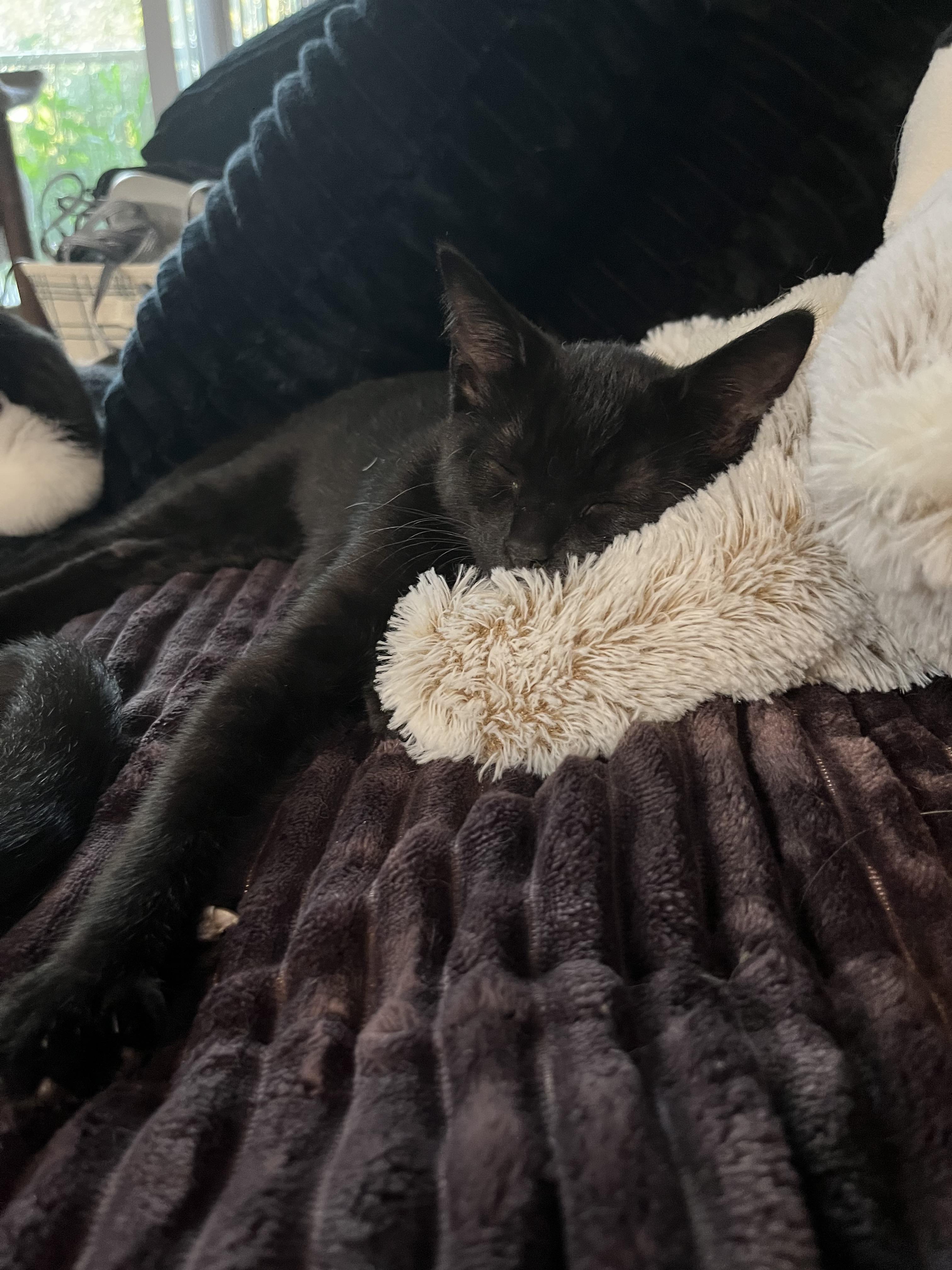 Enlarge Tiptoe, a Adoptable Domestic Short Hair in Hudsonville, MI image 6/6