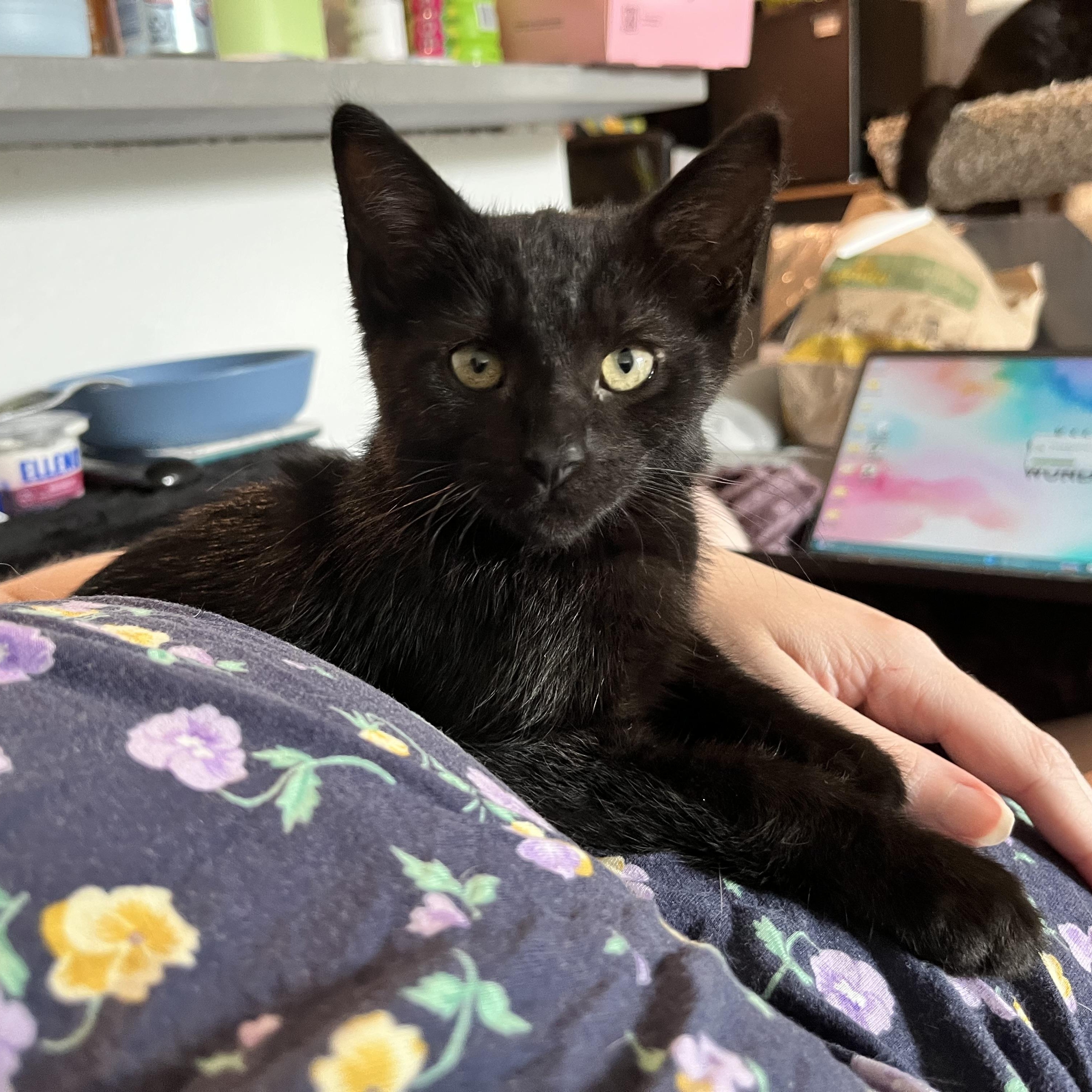Enlarge Tiptoe, a Adoptable Domestic Short Hair in Hudsonville, MI image 2/6