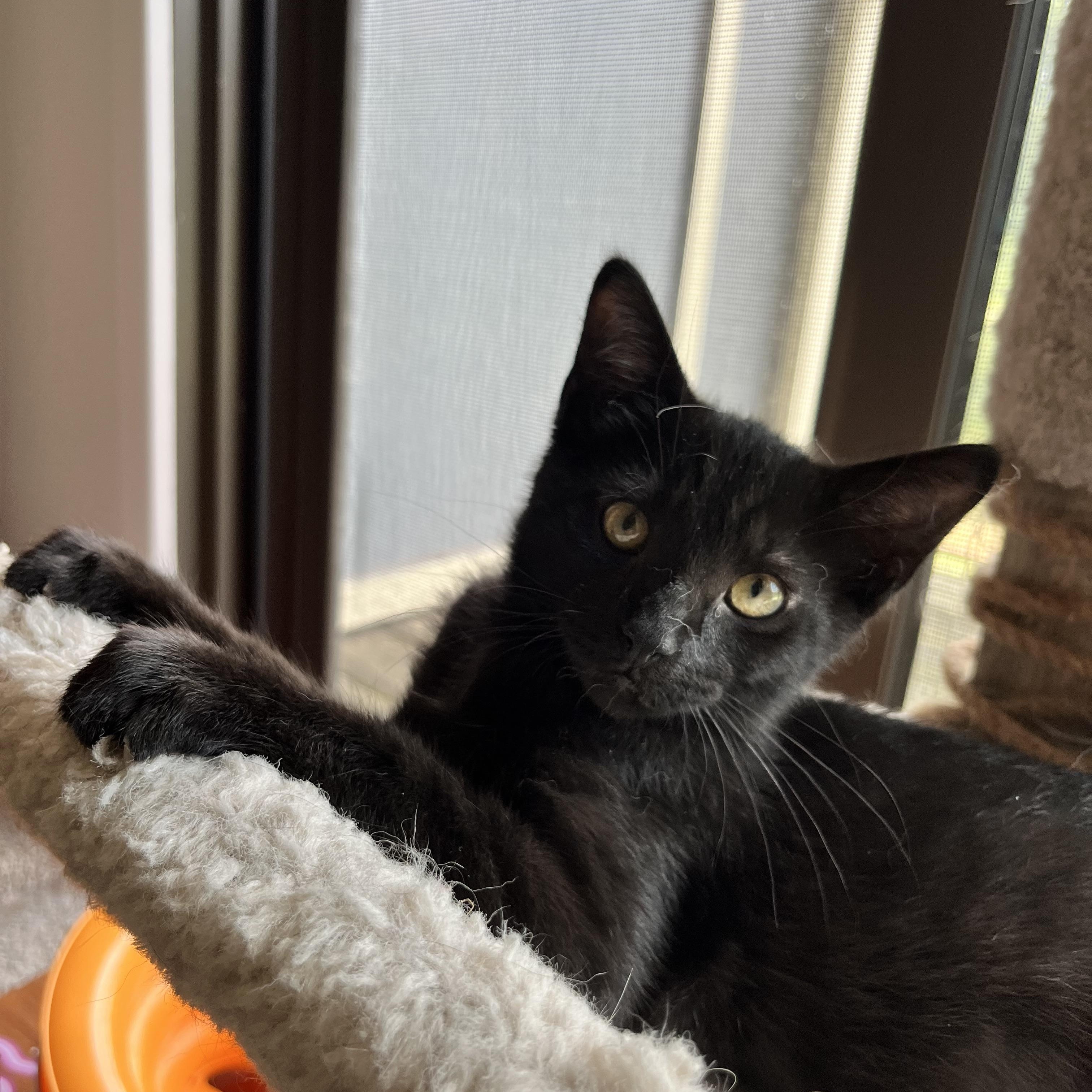 Tiptoe, Adoptable, Young Female Domestic Short Hair.