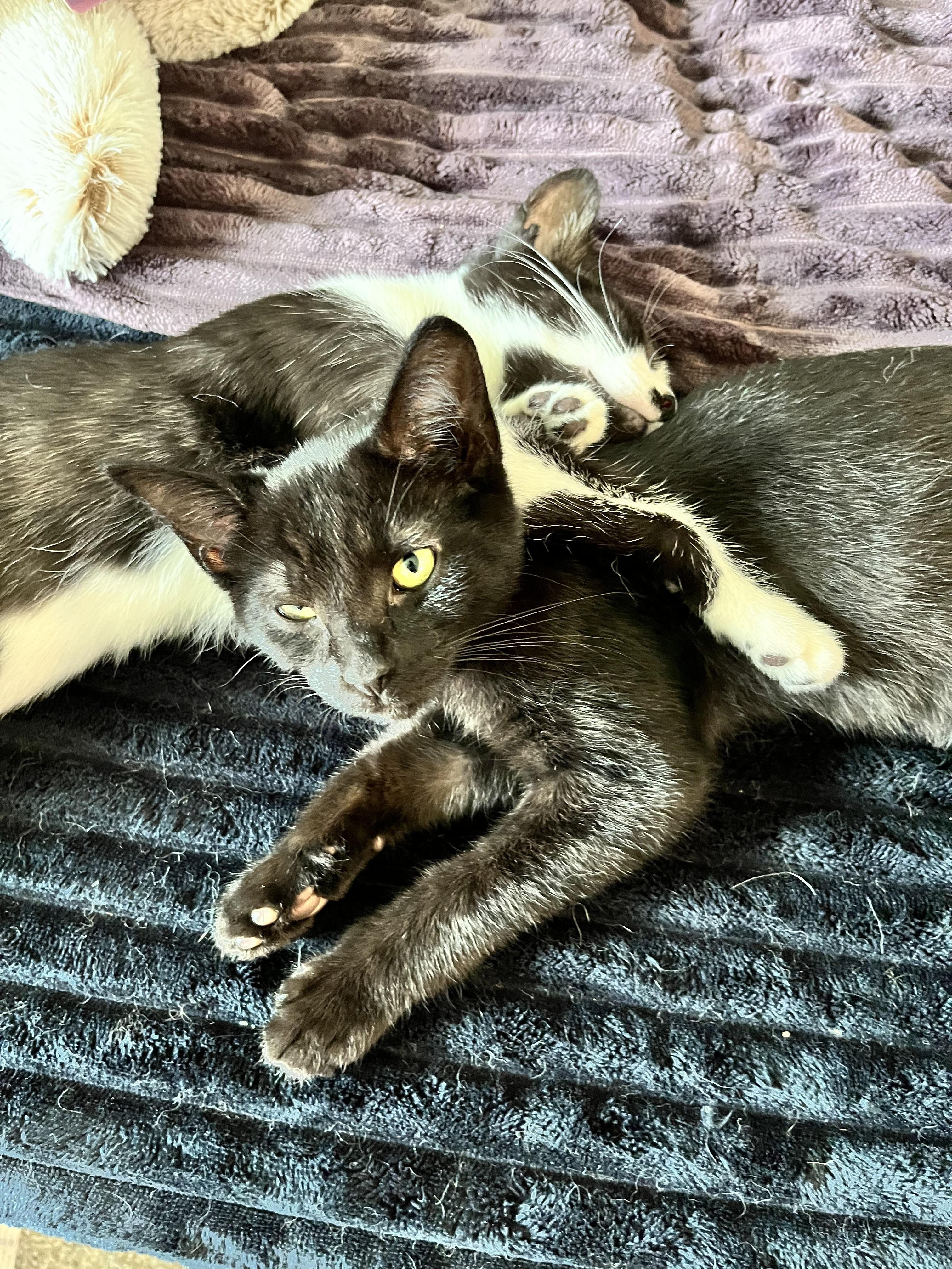 Enlarge Tiptoe, a Adoptable Domestic Short Hair in Hudsonville, MI image 4/6