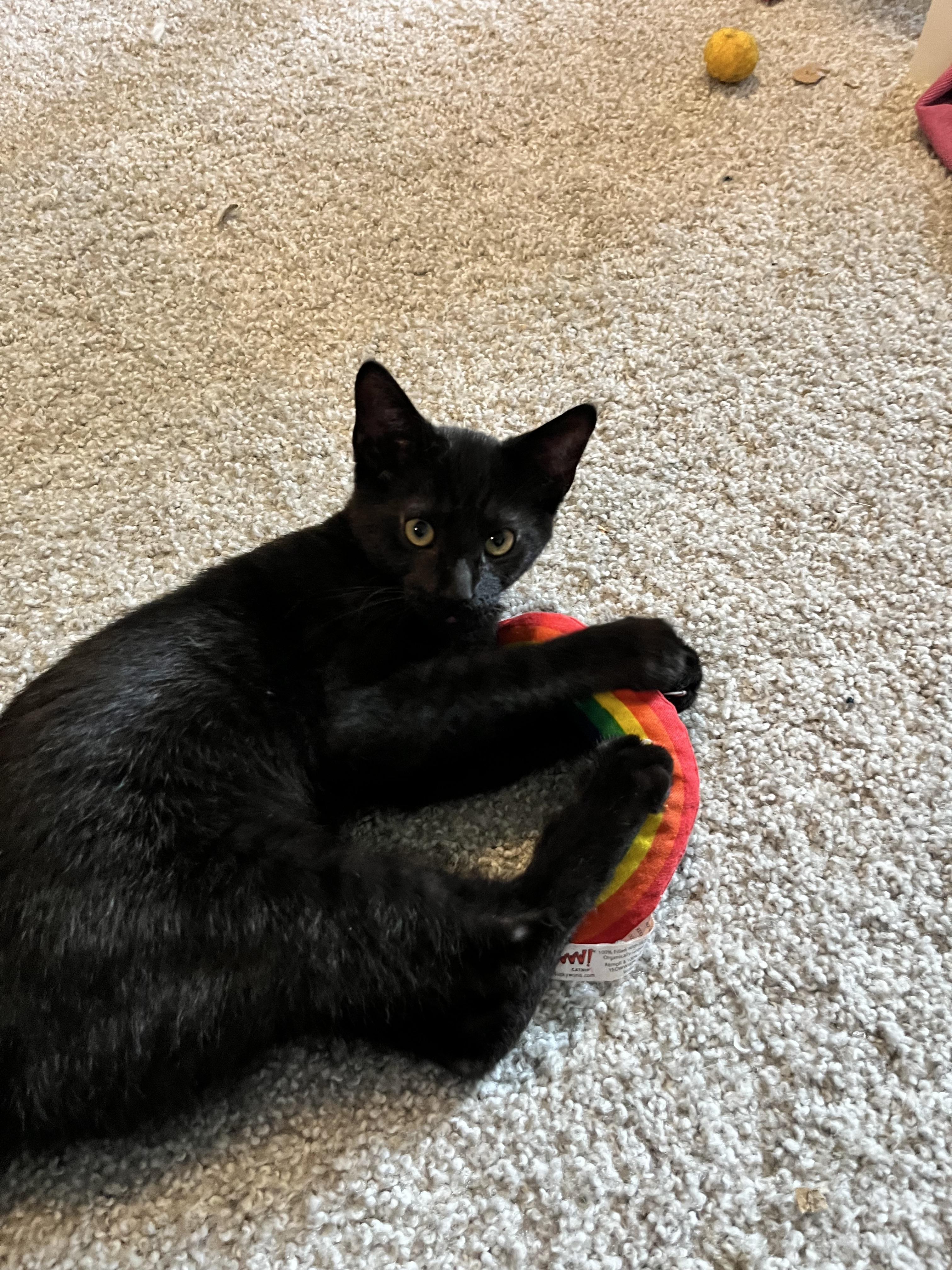 Enlarge Tiptoe, a Adoptable Domestic Short Hair in Hudsonville, MI image 5/6