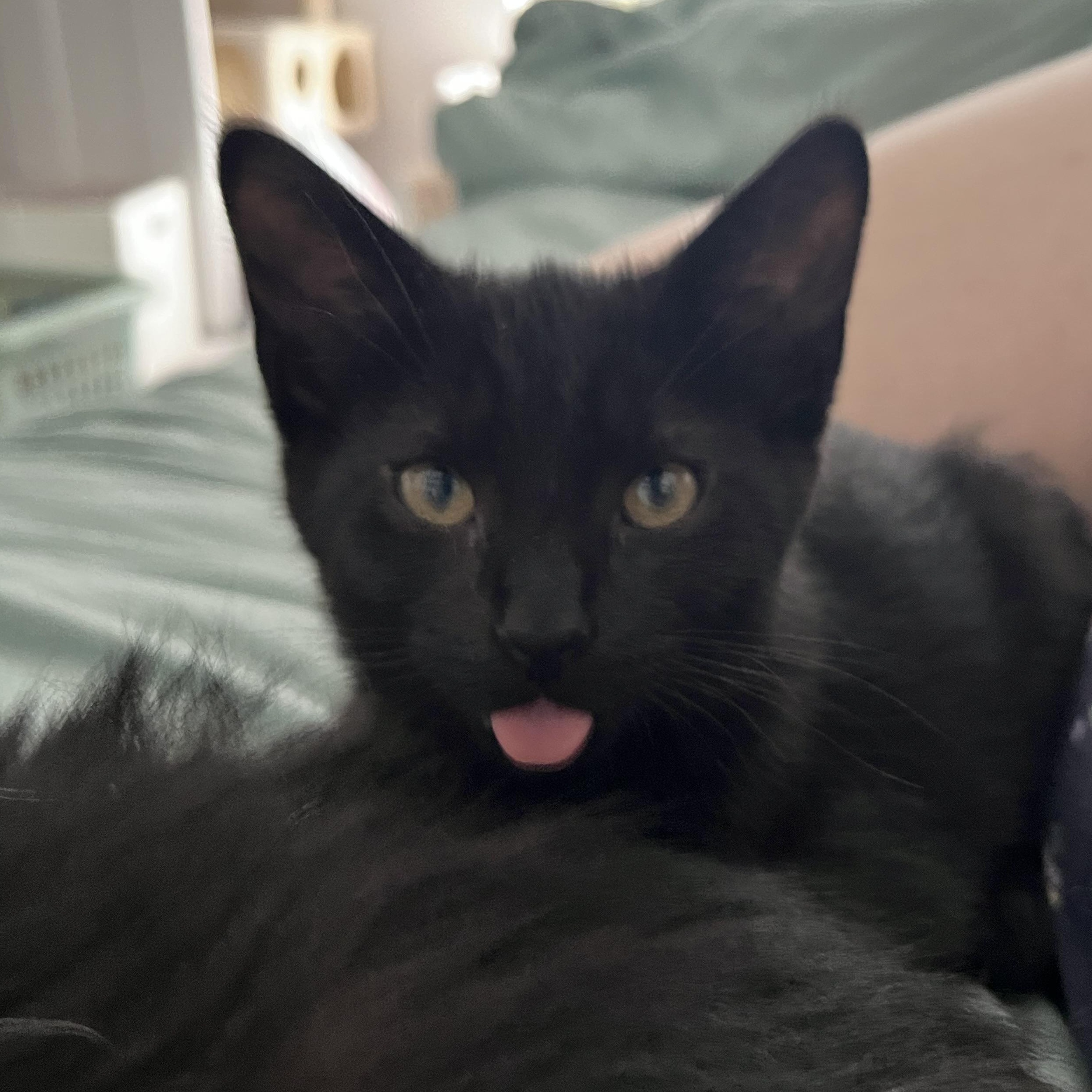 Enlarge Tiptoe, a Adoptable Domestic Short Hair in Hudsonville, MI image 3/6