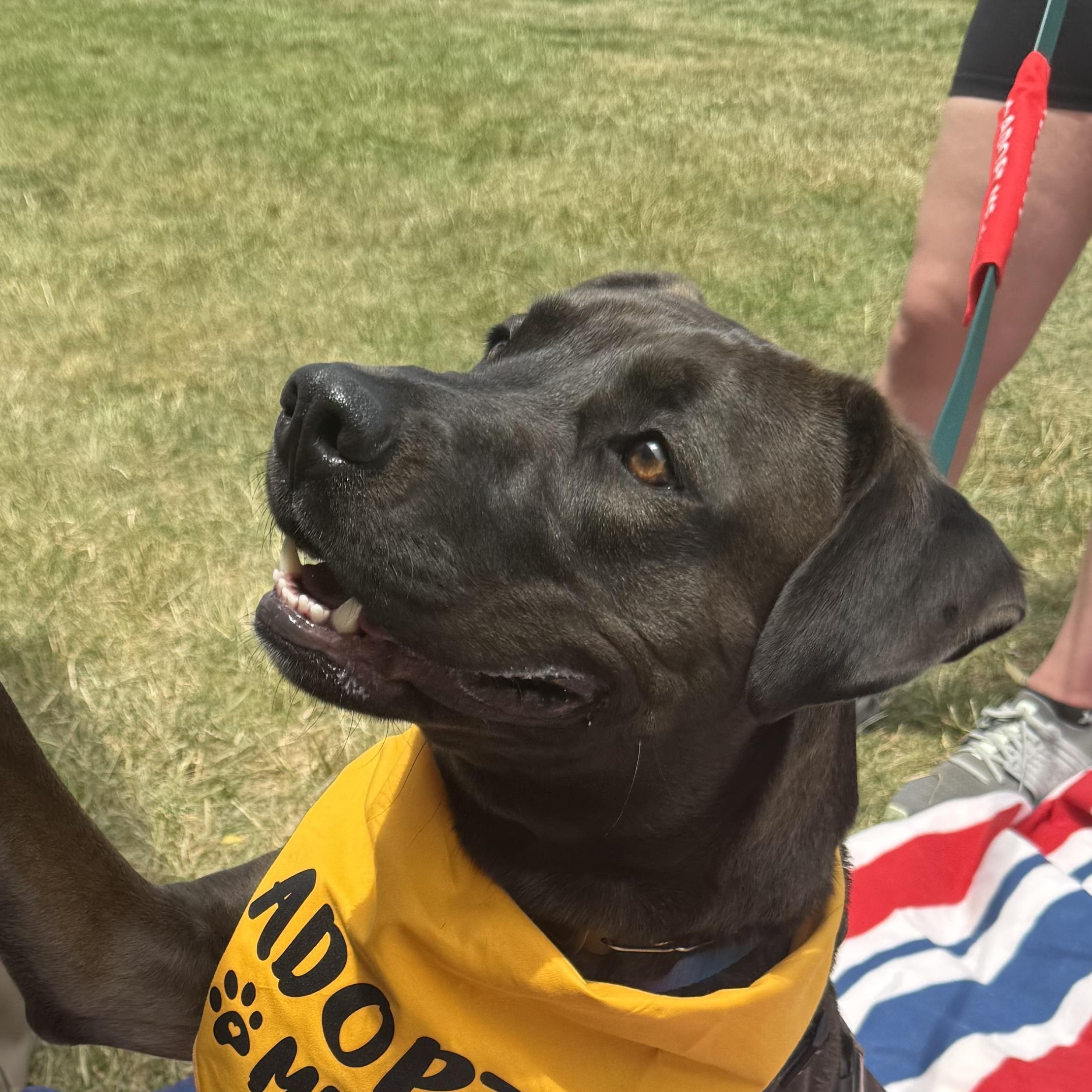 Enlarge Stephanie, a Adoptable Black Labrador Retriever in Charlotte, NC image 6/6