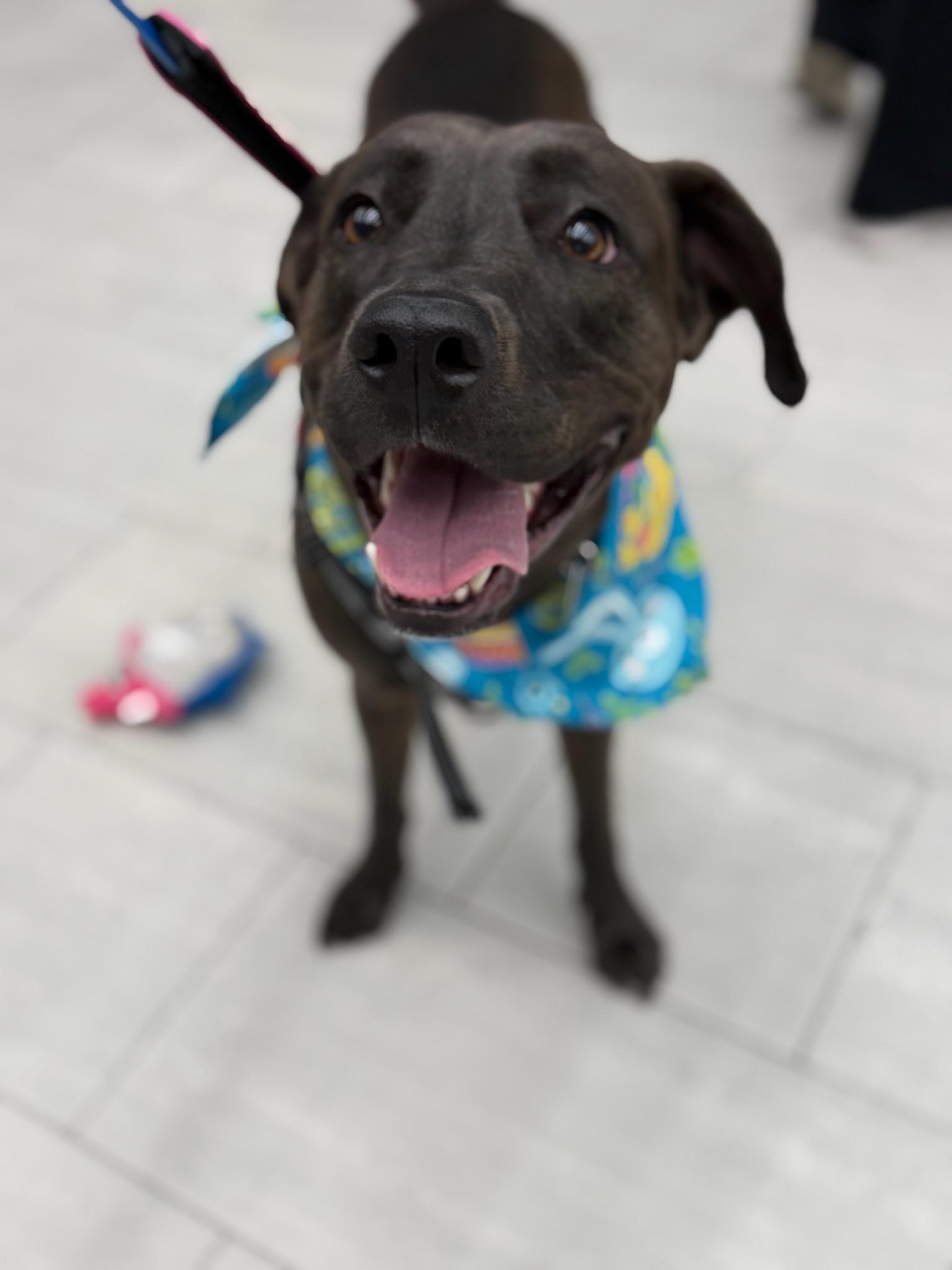 Stephanie, Adoptable, Young Female Black Labrador Retriever.