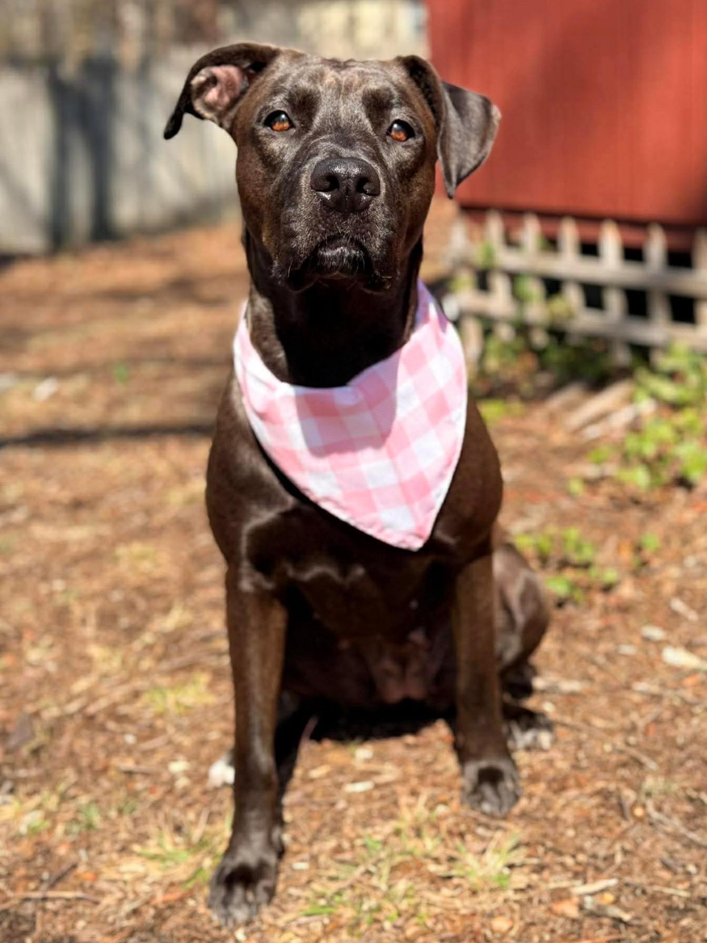 Enlarge Stephanie, a Adoptable Black Labrador Retriever in Charlotte, NC image 5/6