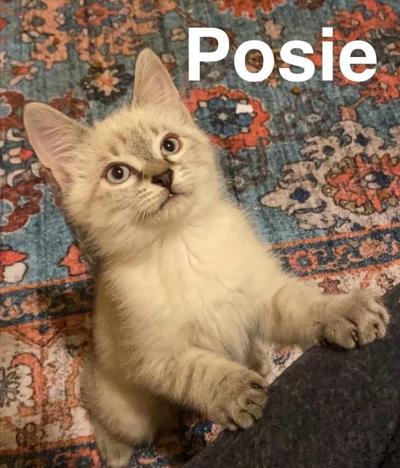 Posie
