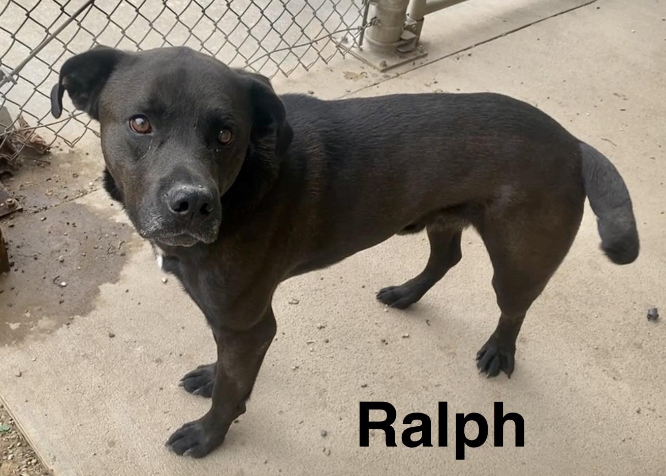 Enlarge Ralph, a ADOPTABLE Mixed Breed in Pomeroy, OH image 3/4