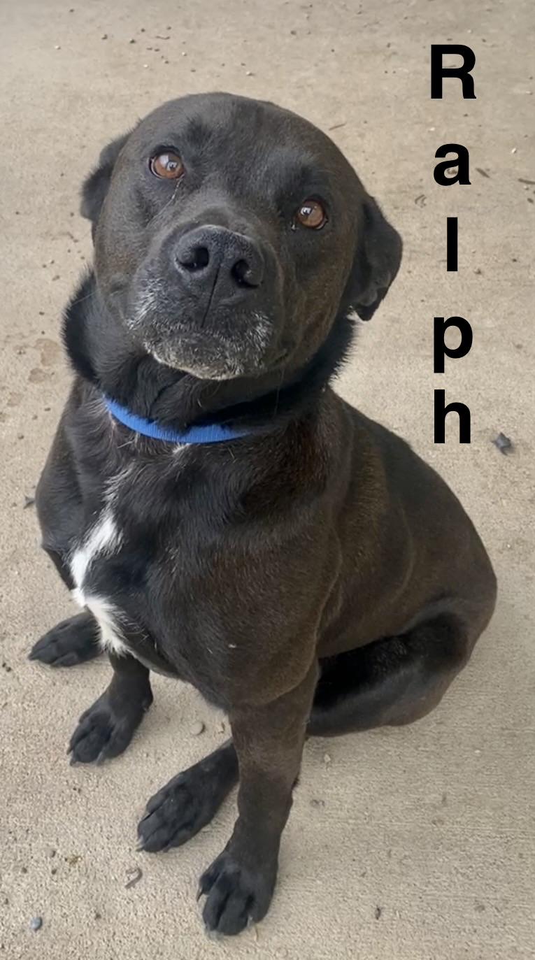 Ralph, ADOPTABLE, Adult Male Mixed Breed.