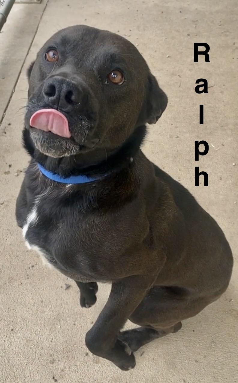 Enlarge Ralph, a ADOPTABLE Mixed Breed in Pomeroy, OH image 2/4