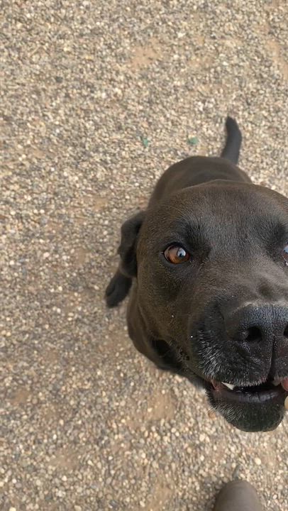 Enlarge Ralph, a ADOPTABLE Mixed Breed in Pomeroy, OH video 4/4